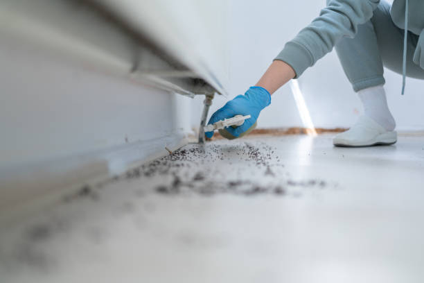 Best Flea Control Services  in Wilkes Barre, PA